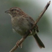 Bachman's Sparrow